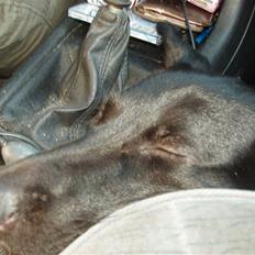 Blanding af racer Nala