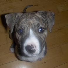 Blanding af racer Chanel