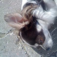 Chihuahua Golden pearls  mademossel