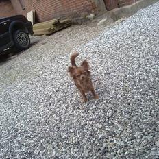 Chihuahua High Fly Choko Dream