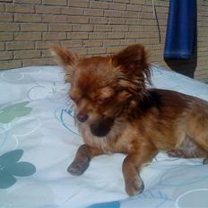 Chihuahua High Fly Choko Dream