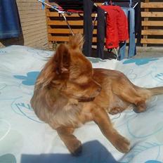 Chihuahua High Fly Choko Dream