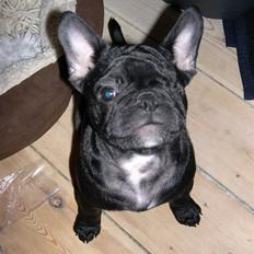 Blanding af racer Fr. bulldog/mops Tvebak