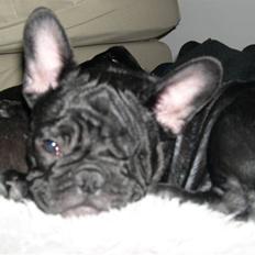 Blanding af racer Fr. bulldog/mops Tvebak