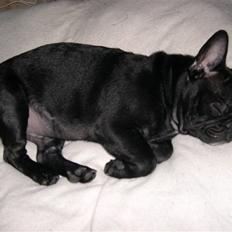 Blanding af racer Fr. bulldog/mops Tvebak