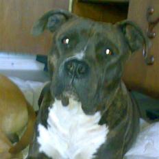 Amerikansk staffordshire terrier Nova ( R.I.P )