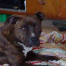 Amerikansk staffordshire terrier Nova ( R.I.P )