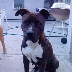 Amerikansk staffordshire terrier Nova ( R.I.P )
