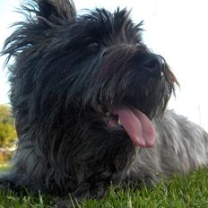 Cairn terrier Alma