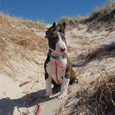 Bullterrier Hemingway 