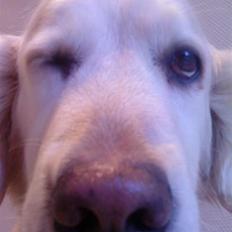 Golden retriever Mille R.I.P <3