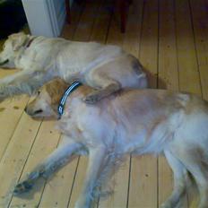 Golden retriever Amanda