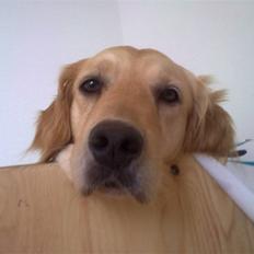 Golden retriever Amanda