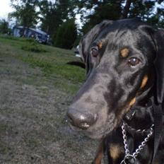 Blanding af racer Tarzan *R.I.P* :'( !