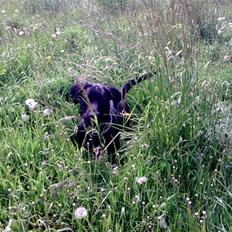 Labrador retriever Figo