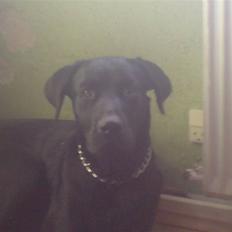 Labrador retriever Figo