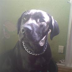 Labrador retriever Figo