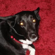 Blanding af racer tøzen