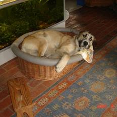 Blanding af racer Walde