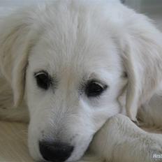 Golden retriever Golden Ciba F-Ro Snowie