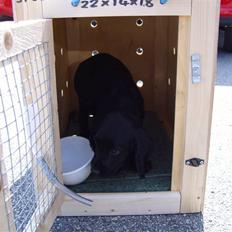 Cocker spaniel Cargo