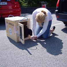 Cocker spaniel Cargo