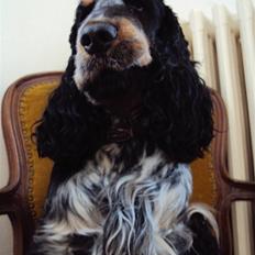 Cocker spaniel Rubin Of Colombo (Ozzy)