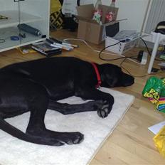 Blanding af racer Kudi