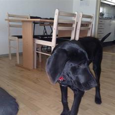 Blanding af racer Kudi