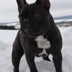 Fransk bulldog Countes Dracula