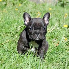 Fransk bulldog Countes Dracula