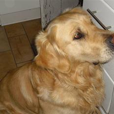 Golden retriever Tempo