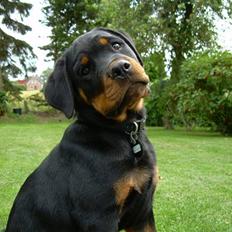 Rottweiler Von hause nomis Ikaros