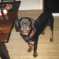Rottweiler Von hause nomis Ikaros