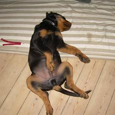 Rottweiler Von hause nomis Ikaros