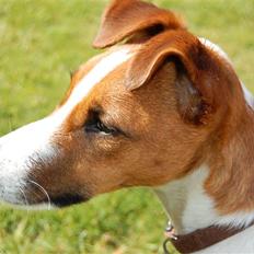 Glathåret foxterrier Foxy 