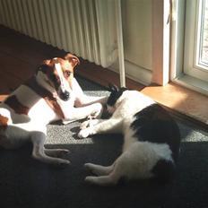 Glathåret foxterrier Foxy 