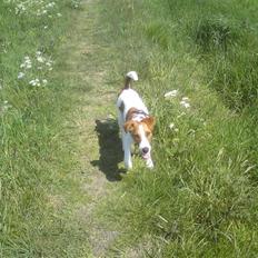 Glathåret foxterrier Foxy 