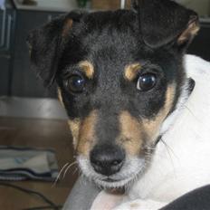 Dansk svensk gaardhund Mads