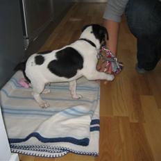 Dansk svensk gaardhund Mads