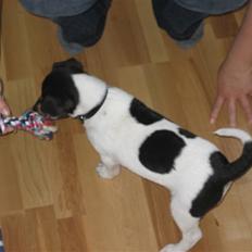 Dansk svensk gaardhund Mads