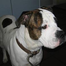 Blanding af racer Chico