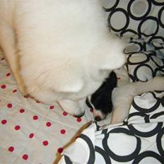 Samojedhund Hercules