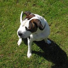 Blanding af racer Chico