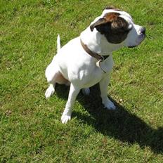 Blanding af racer Chico