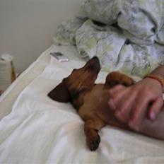 Gravhund Holstegårds Günter