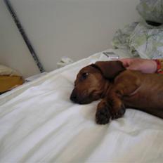 Gravhund Holstegårds Günter