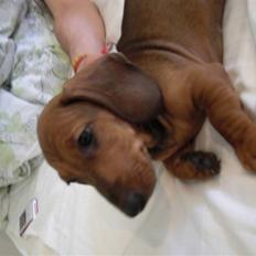 Gravhund Holstegårds Günter