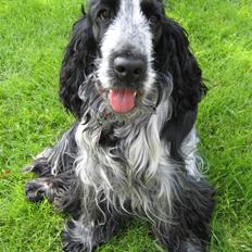 Cocker spaniel Chanel