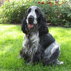 Cocker spaniel Chanel